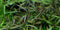 Tropica 1 2 Grow Hygrophila 'Araguaia'