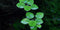 Tropica 1 2 Grow Limnobium laevigatum