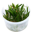 Tropica 1 2 Grow Helanthium tenellum 'Green'