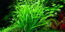 Tropica 1 2 Grow Helanthium tenellum 'Green'