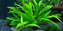 Tropica 1 2 Grow Helanthium 'Quadricostatus'