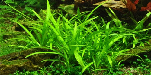 Tropica 1 2 Grow Sagittaria subulata