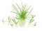 Tropica 1 2 Grow Littorella uniflora