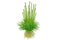 Tropica 1 2 Grow Eriocaulon cinereum