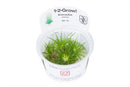 Tropica 1 2 Grow Eriocaulon cinereum