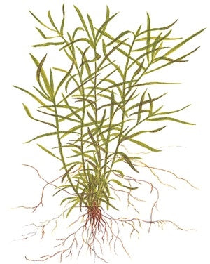 Tropica 1 2 Grow Heteranthera zosterifolia