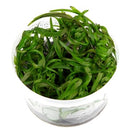 Tropica 1 2 Grow Heteranthera zosterifolia