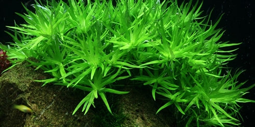 Tropica 1 2 Grow Heteranthera zosterifolia