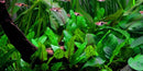 Tropica 1 2 Grow Cryptocoryne wendtii 'Green'