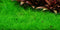 Tropica 1 2 Grow Eleocharis acicularis 'Mini'