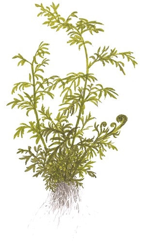  Tropica Potted Ceratopteris thalictroides
