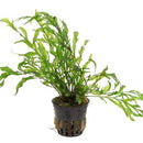  Tropica Potted Bolbitis heudelotii