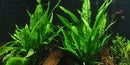  Tropica Potted Microsorum pteropus