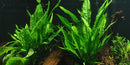  Tropica Potted Microsorum pteropus Mother Plant