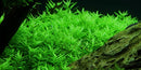  Tropica Potted Rotala sp. 'Green'