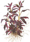  Tropica Potted Ludwigia glandulosa