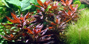  Tropica Potted Ludwigia glandulosa