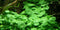  Tropica Potted Hydrocotyle verticillata