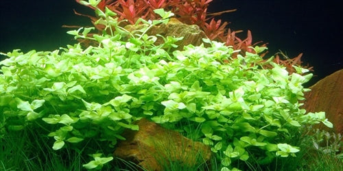  Tropica Potted Bacopa australis