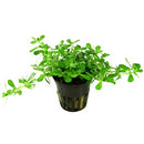  Tropica Potted Bacopa 'Compact'