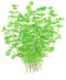 Tropica Potted Lindernia rotundifolia