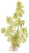 Tropica Potted Limnophila sessiliflora