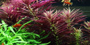  Tropica Potted Limnophila hippuridoides