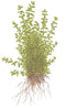  Tropica 1 2 Grow Hemianthus micranthemoides