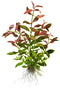  Tropica Potted Hygrophila polysperma 'Rosanervig'