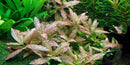  Tropica Potted Hygrophila polysperma 'Rosanervig'