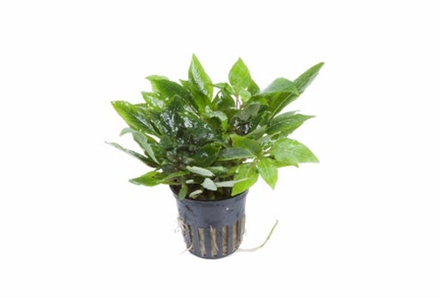  Tropica Potted Hygrophila 'Compact'