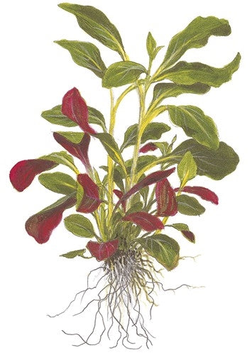  Tropica Potted Lobelia cardinalis