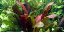  Tropica Potted Echinodorus 'Barthii' Mother Plant