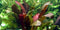  Tropica Potted Echinodorus 'Barthii' Mother Plant