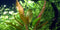  Tropica Potted Echinodorus 'Rose' Mother Plant