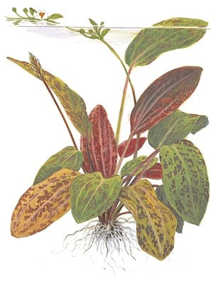  Tropica Potted Echinodorus 'Ozelot' Mother Plant