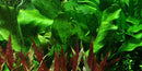  Tropica Potted Echinodorus 'Ozelot Green'