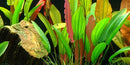  Tropica Potted Echinodorus 'Red Diamond'