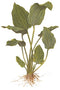  Tropica Potted Echinodorus palaefolius