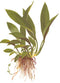  Tropica Potted Anubias barteri angustifolia afzelii