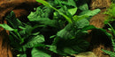  Tropica Potted Anubias barteri 'Coffeefolia'