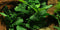  Tropica Potted Anubias barteri 'Coffeefolia'