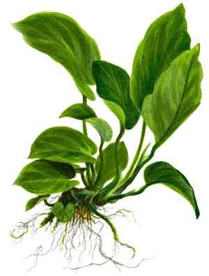  Tropica Potted Anubias barteri caladiifolia 1705