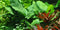  Tropica Potted Anubias barteri caladiifolia 1705