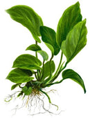  Tropica Potted Anubias barteri caladiifolia Mother Plant