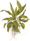  Tropica Potted Cryptocoryne wendtii Green