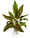  Tropica Potted Cryptocoryne wendtii ''