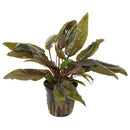  Tropica Potted Cryptocoryne wendtii ''