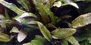  Tropica Potted Cryptocoryne wendtii ''