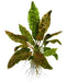  Tropica Potted Cryptocoryne wendtii '' Mother Plant
